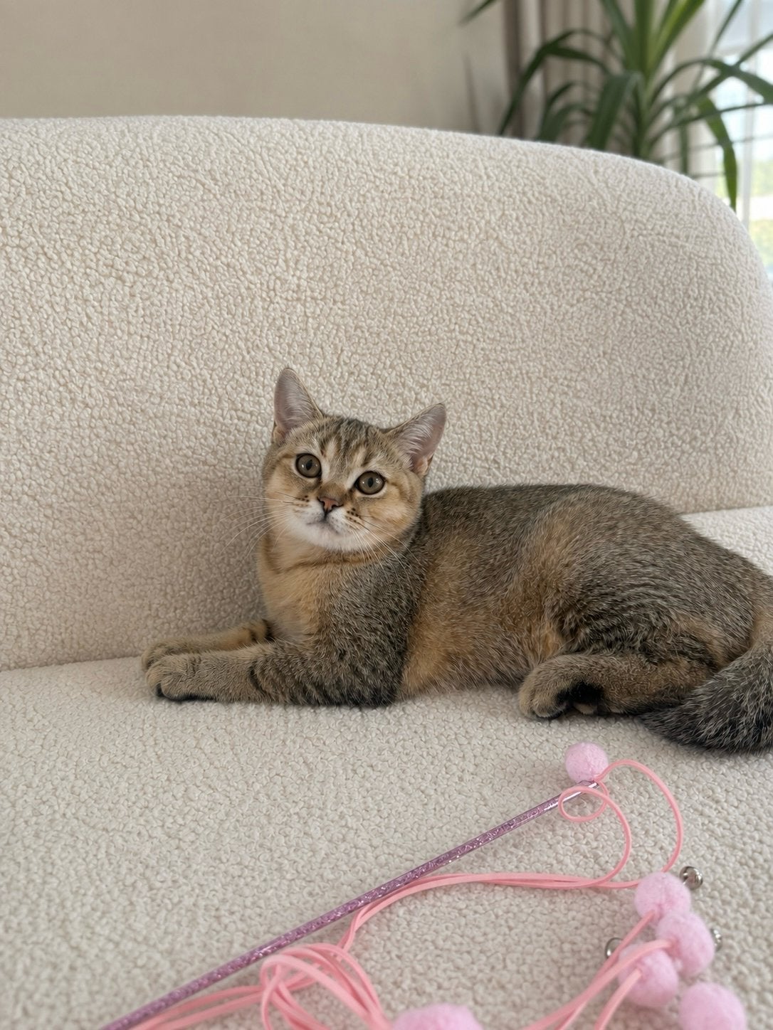 Britse korthaar kittens, Avec puce électronique, 0 à 2 ans