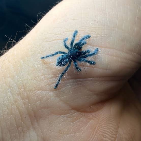 Caribena versicolor sling vogelspin tarantula pinktoe