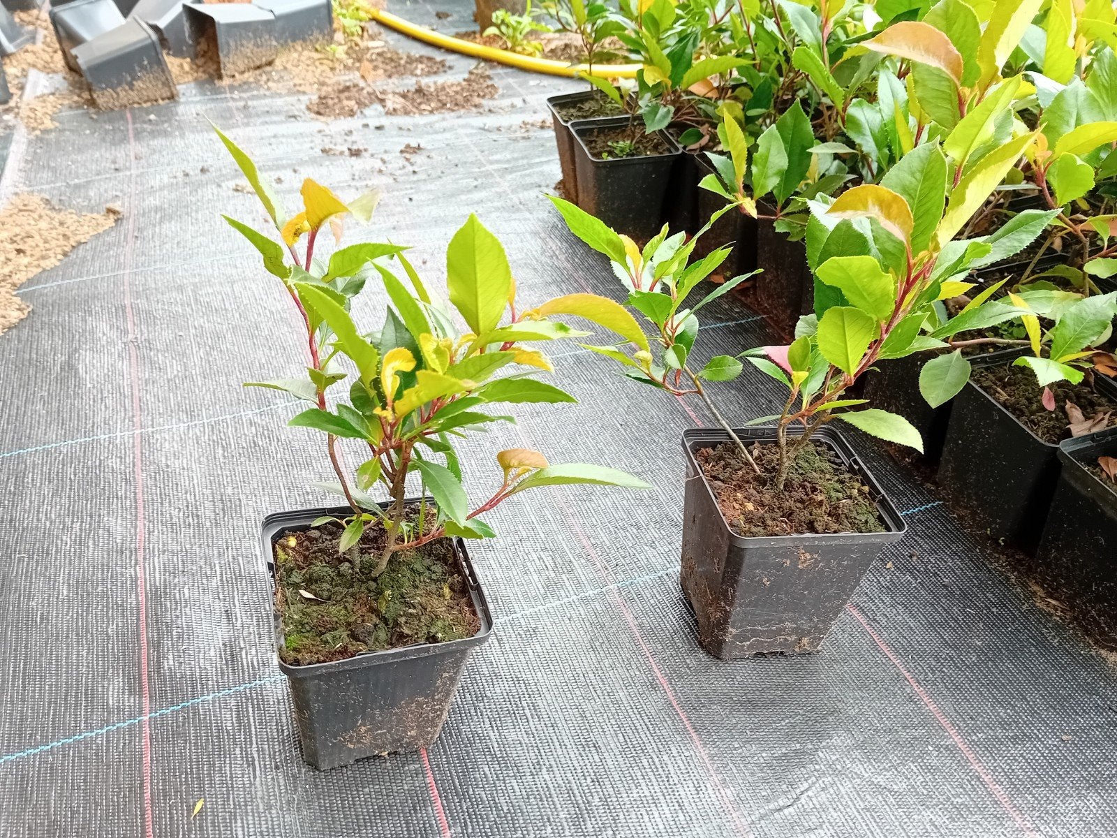 Photinia Red Robin, Enlèvement
