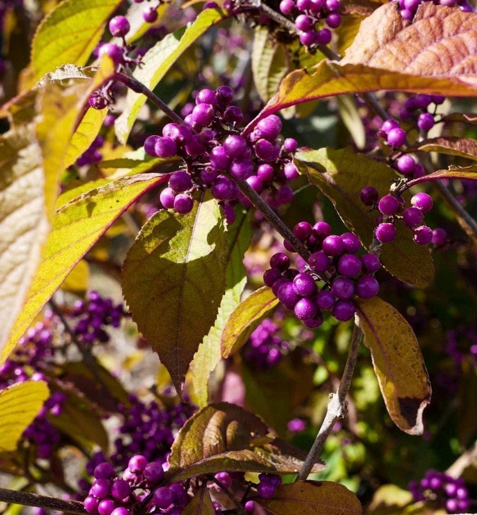Callicarpa bodinieri var. giraldii, Tuin en Terras, Ophalen