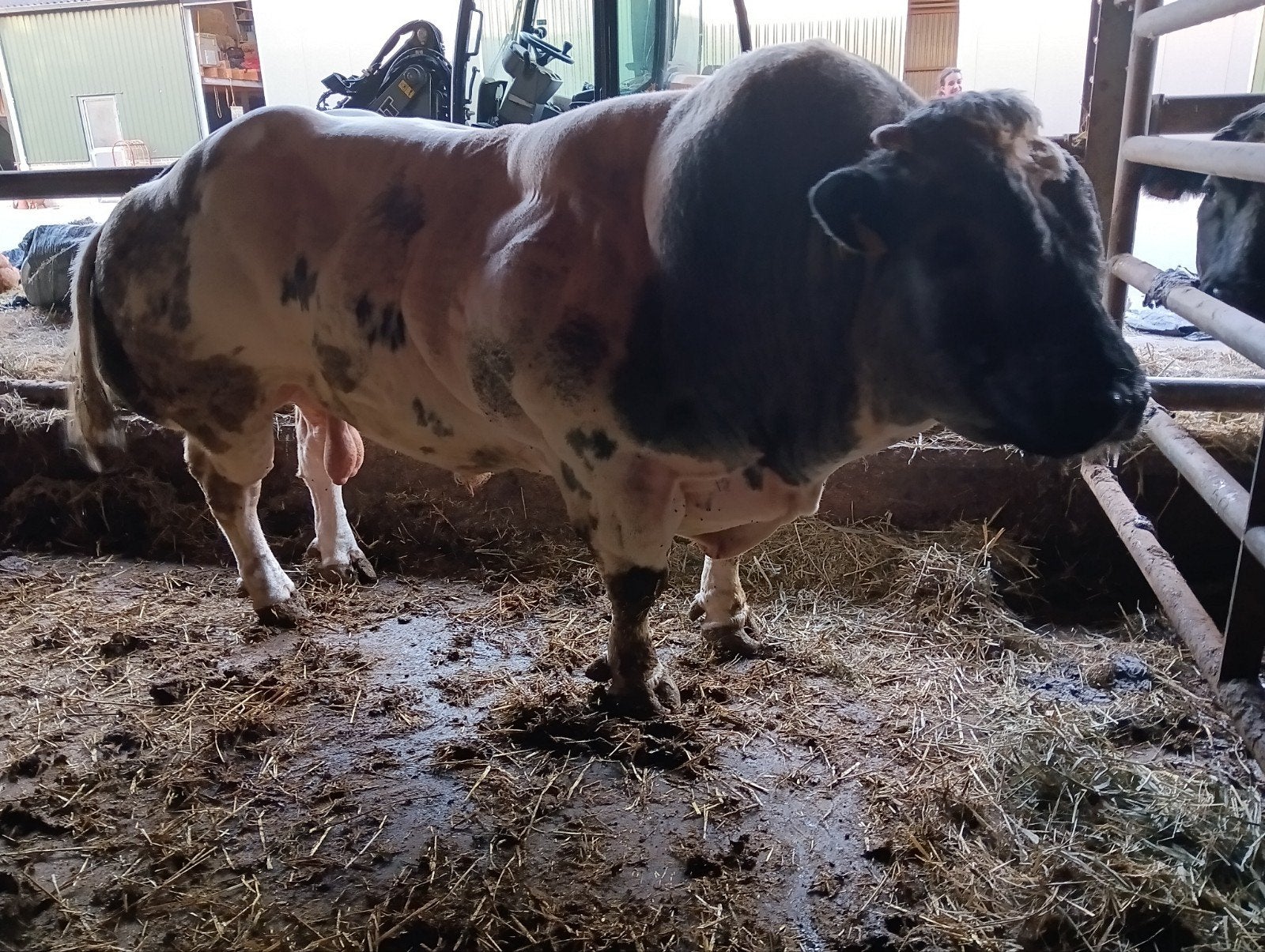 stamboek dekstier, Dieren en Toebehoren
