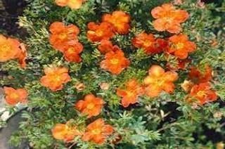 Potentilla fruticosa "red ace" (struikganzerik) , Jardin & Terrasse, Plantes | Arbustes & Haies, Enlèvement, Autres espèces, Arbuste