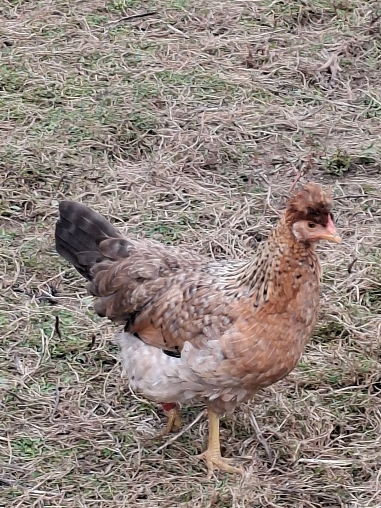 Kippen creme legbar, Dieren en Toebehoren, Vrouwelijk, Kip