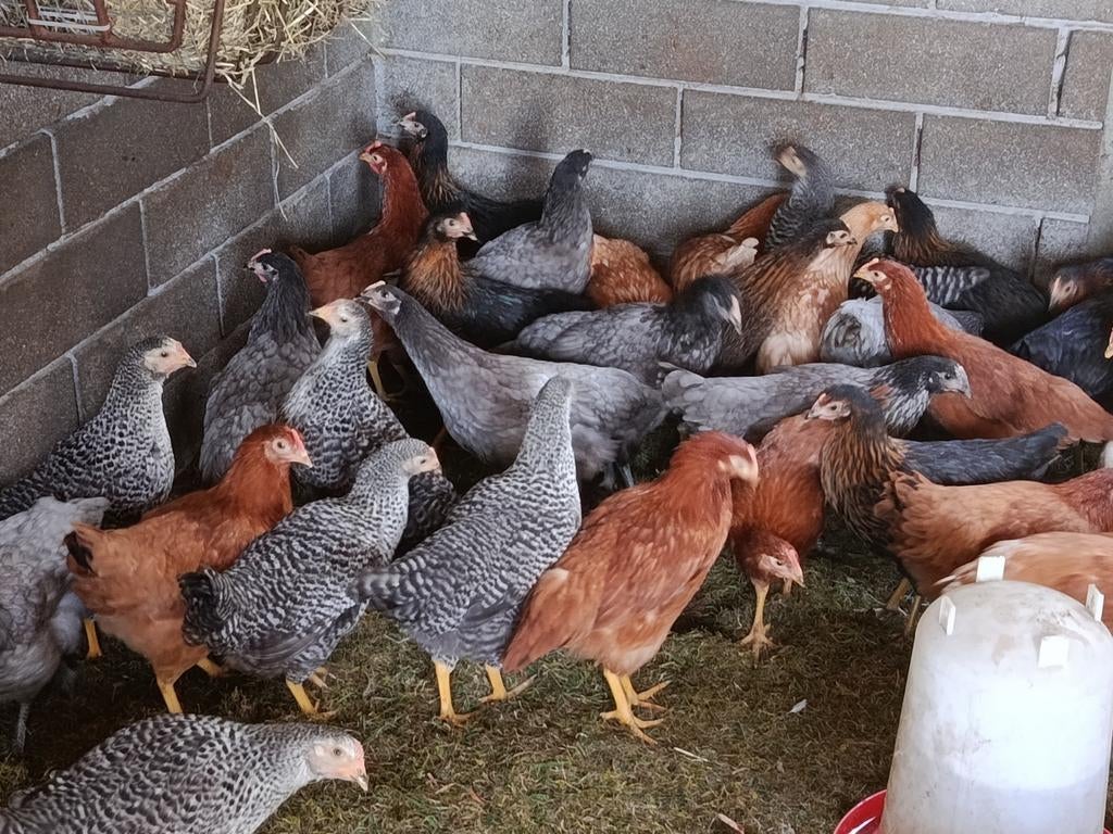 legkippen in alle kleuren, Dieren en Toebehoren, Pluimvee, Kip