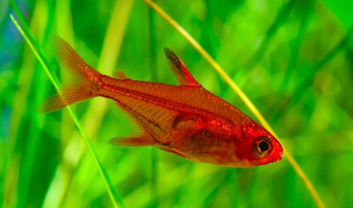 Dwerg Amandae vuurtetra - veilig met garnalen, Dieren en Toebehoren, Vis, Zoetwatervis, Schoolvis