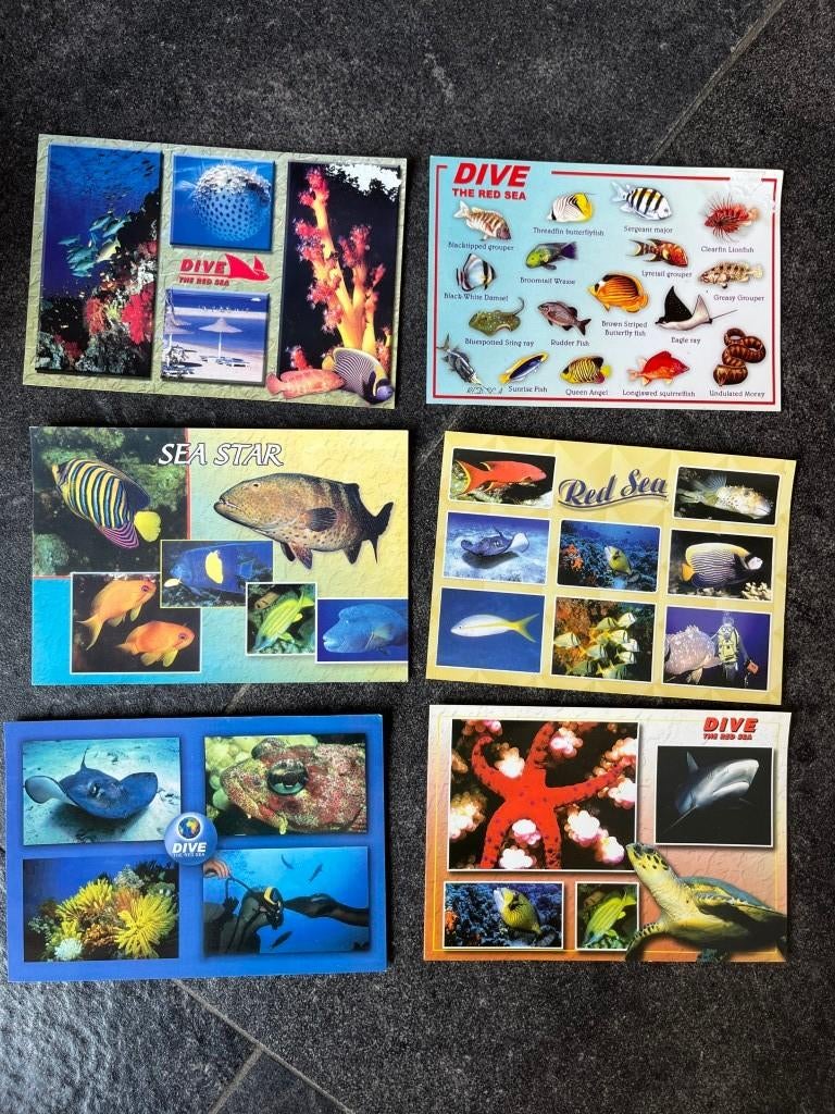 postkaarten Egypte - vissen - duiken - Rode Zee, Ophalen of Verzenden