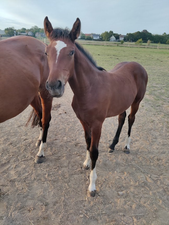Super Django z merrie veulen uit stam van taloubet!, Dieren en Toebehoren, Merrie, Met stamboom, Springpaard, Niet van toepassing