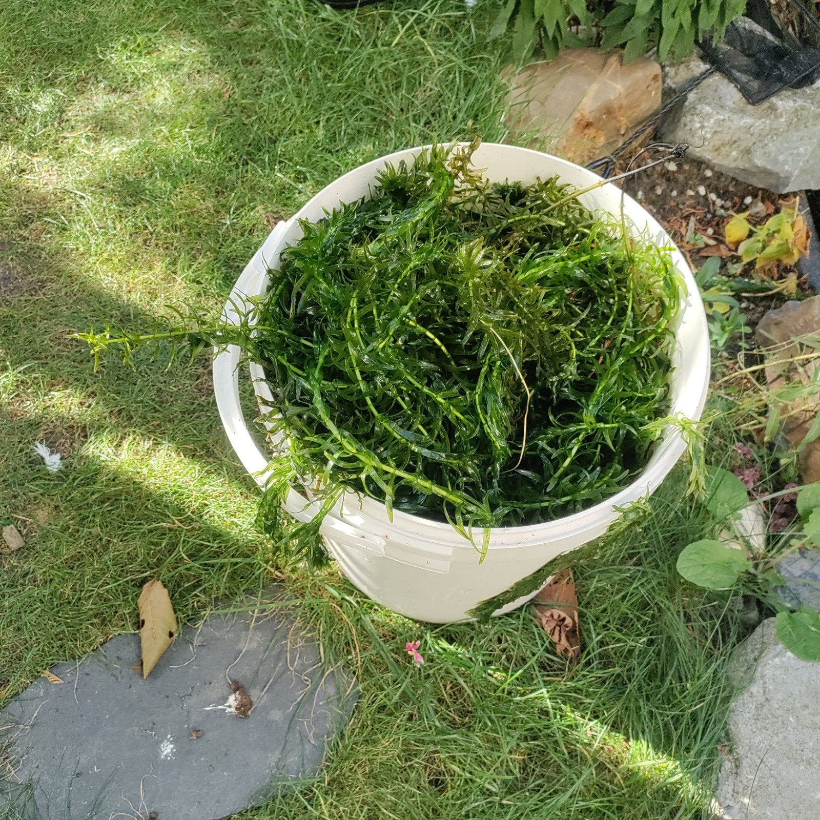 Vijverplanten, Tuin en Terras, Ophalen of Verzenden