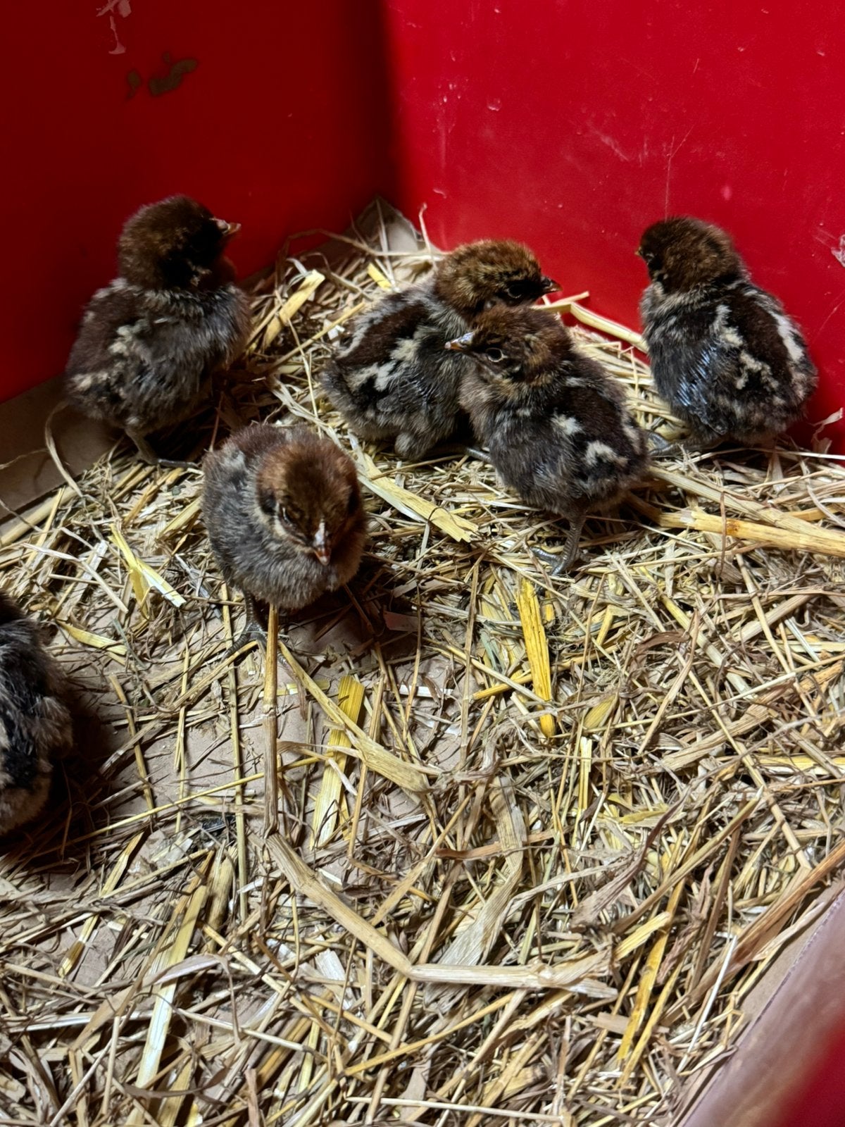 Kuikens van brakel kippen, Dieren en Toebehoren, Pluimvee