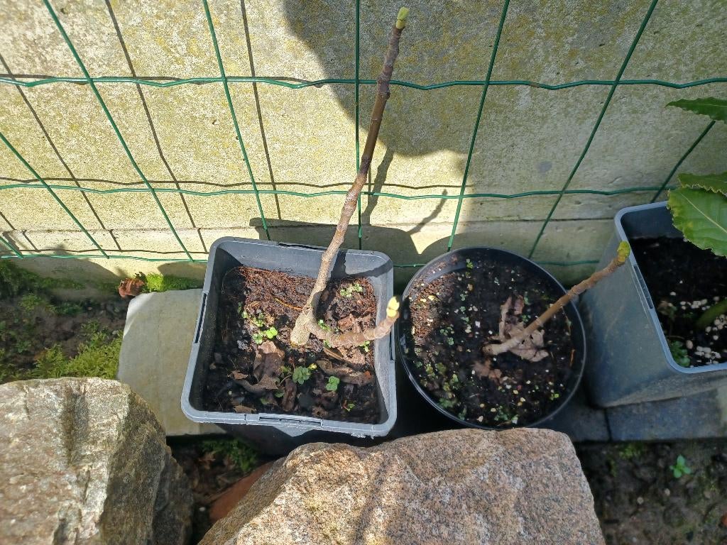 Vijgenboom ., Ophalen, Volle zon, In pot, Bloeit niet