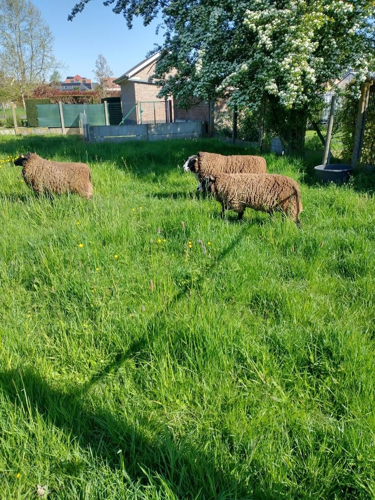 Te koop 2  zwaare vrouwelijke schapen bieden vanaf 225€