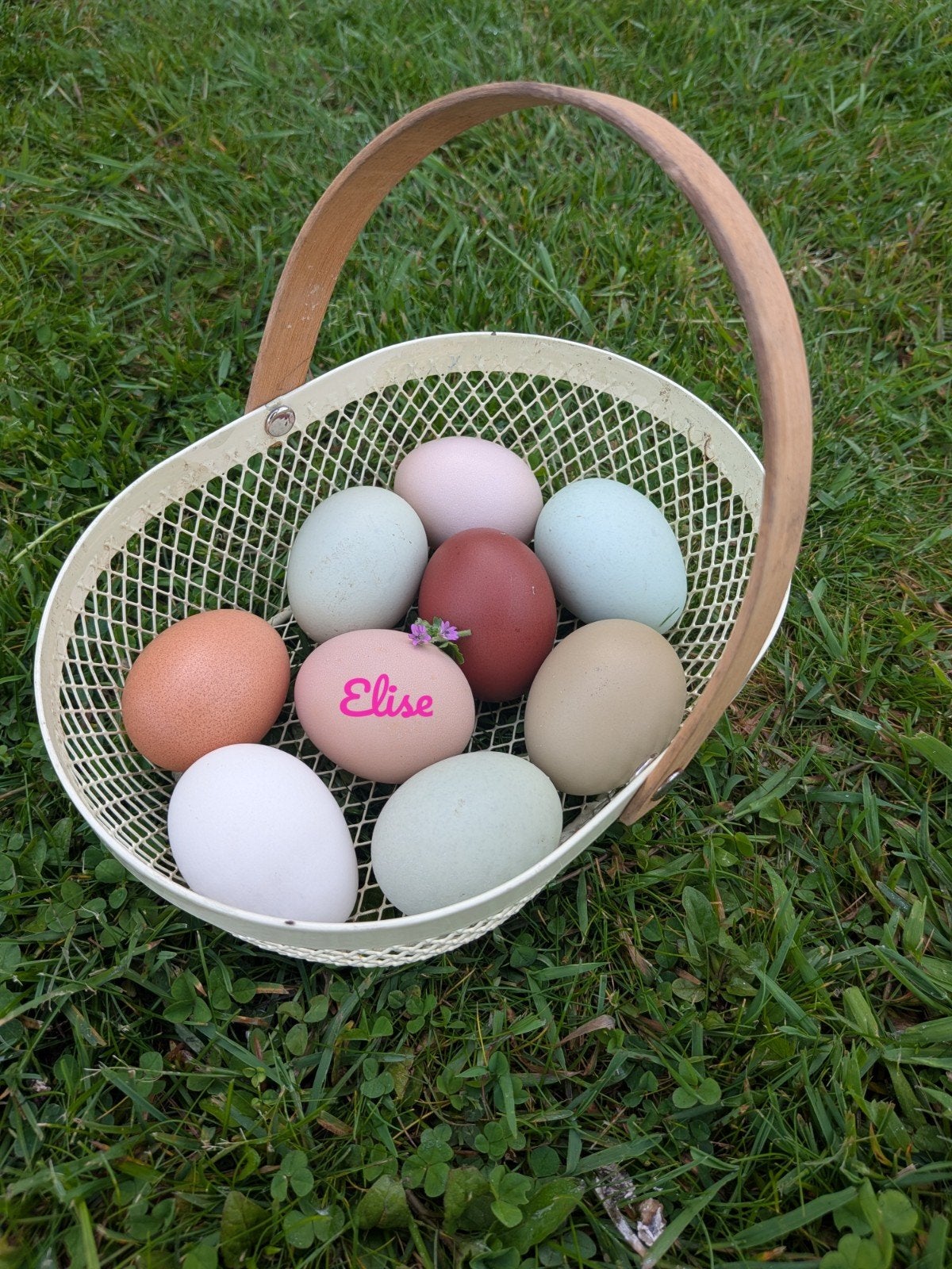 Broedeieren kleurleggers easter eggers olijfleggers kippen, Dieren en Toebehoren, Pluimvee, Kip