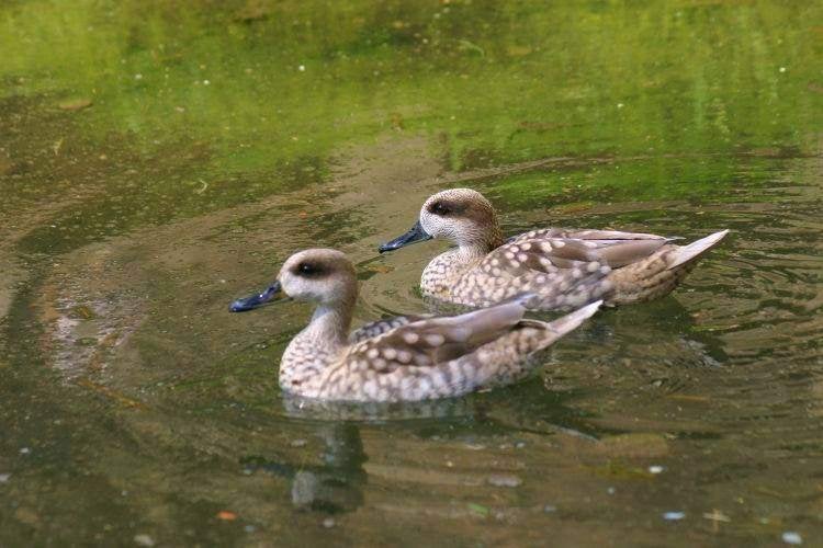 Marmertaling, Plusieurs animaux, Canard