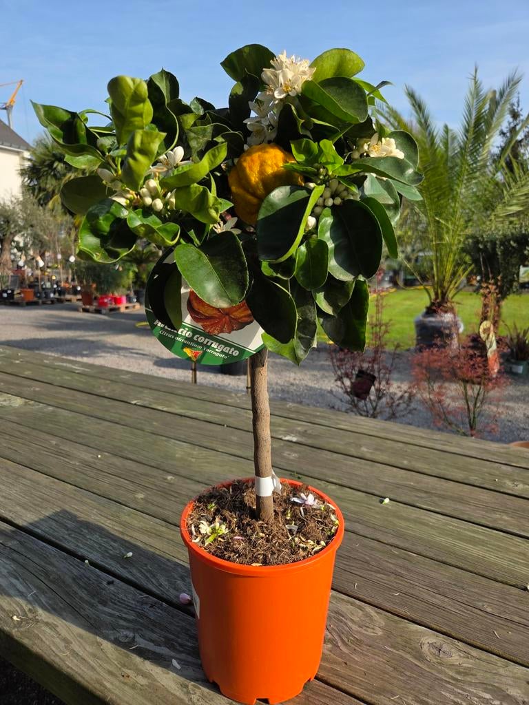 Citrus Sinensis Corrugato, Tuin en Terras, Ophalen