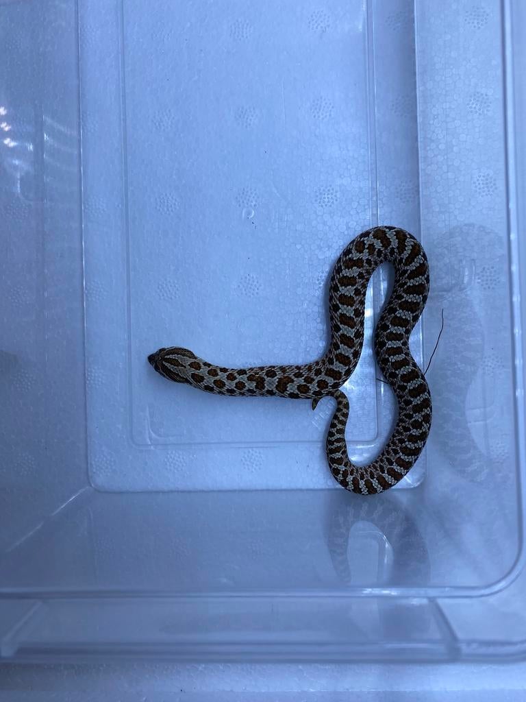 3.2 het stormcloud 50% albino, Slang, Tam, 0 tot 2 jaar