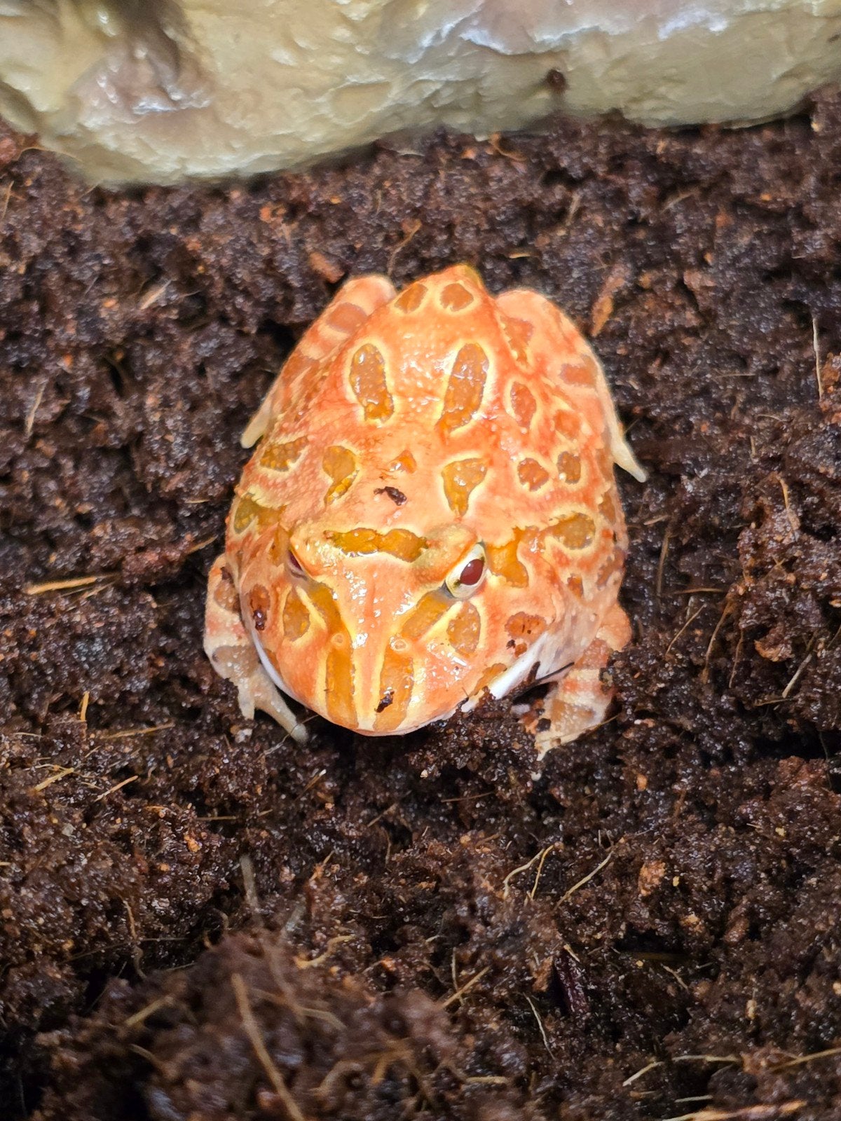 Prachtige hoornkikkers (Ceratophrys cranwelli) beschikbaar., Animaux & Accessoires, Reptiles & Amphibiens, Amphibien