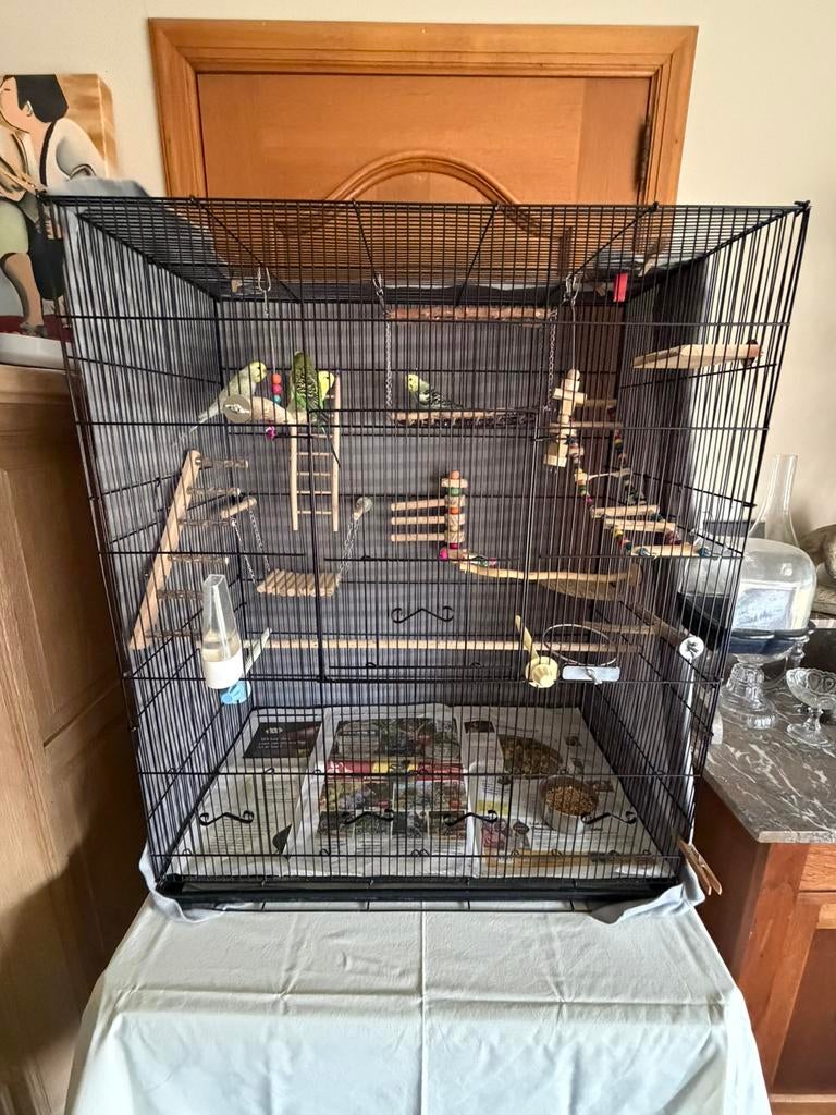 Grasparkieten met kooi te koop, Ophalen, Gebruikt, Hout, Vogelkooi