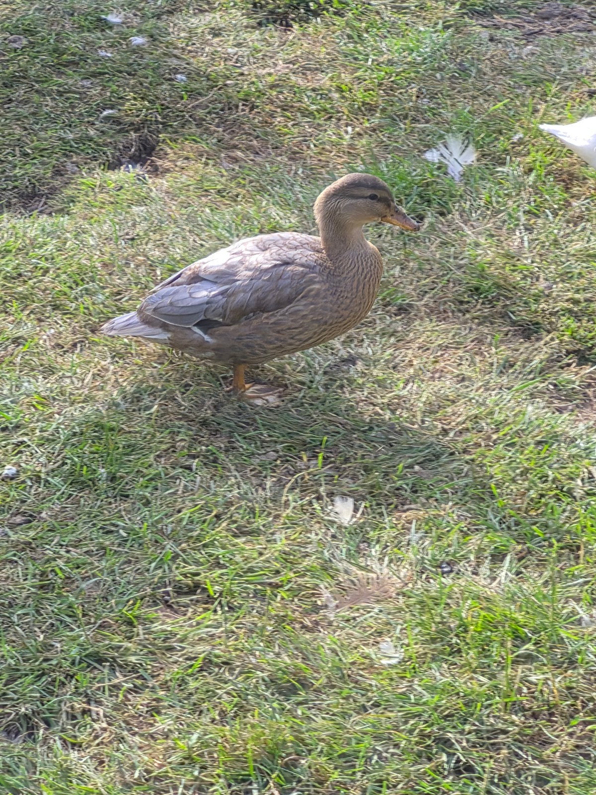 Koppel hollandse kwakers, Dieren en Toebehoren, Meerdere dieren, Eend
