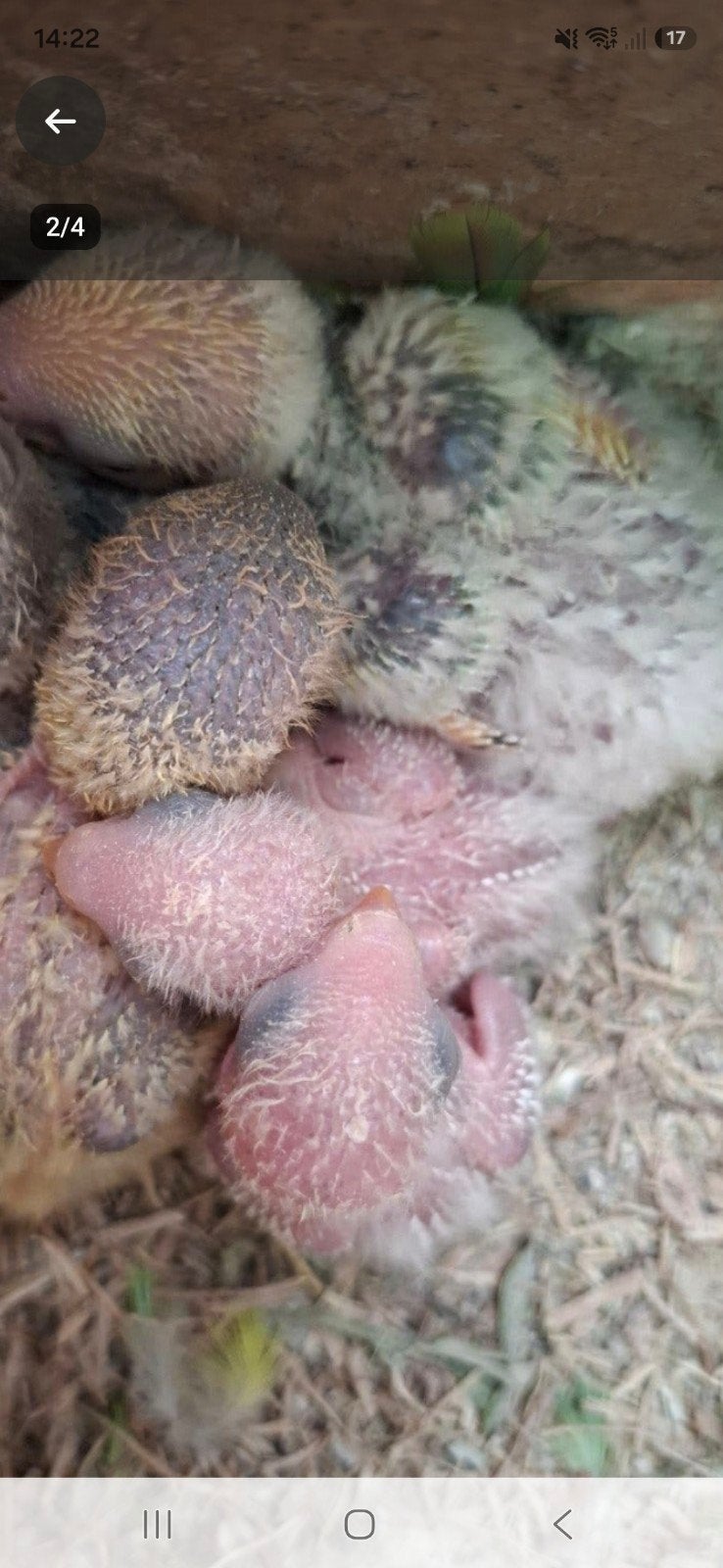 dwergpapegaai baby handtam, Dieren en Toebehoren, Pluimvee