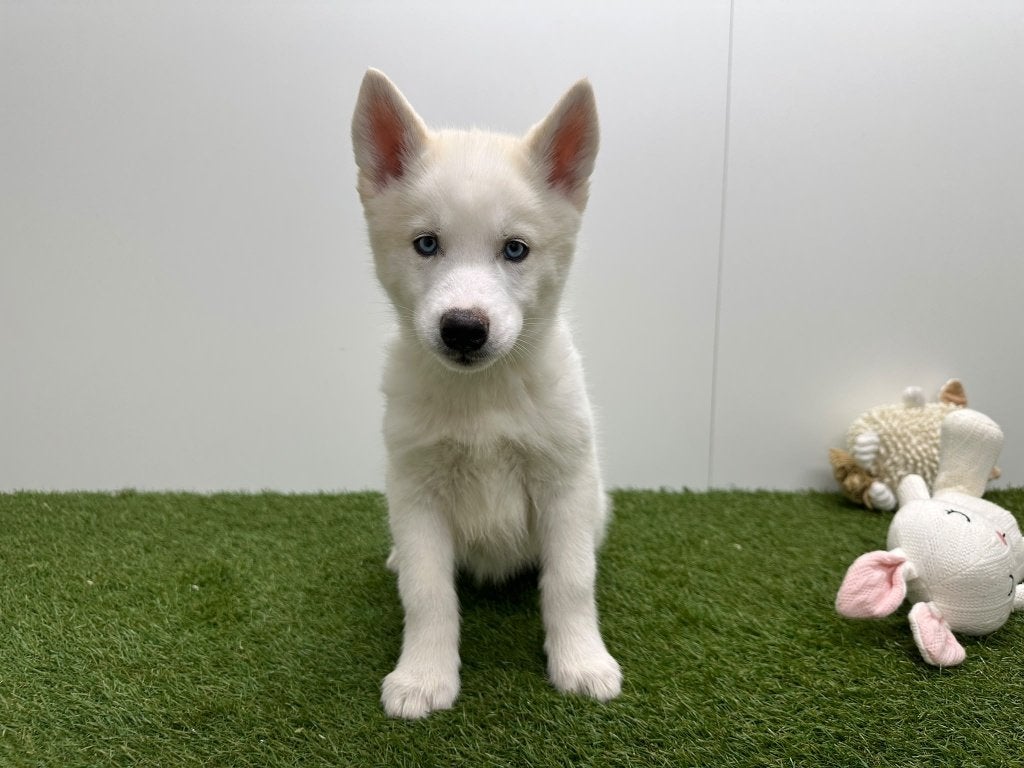 Siberische Husky pup, Dieren en Toebehoren, België, 8 tot 15 weken, Poolhond, CDV (hondenziekte)