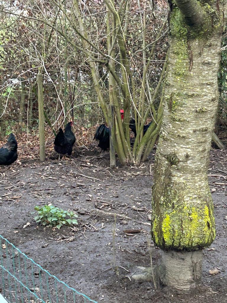 Broedeieren australorp, Dieren en Toebehoren, Pluimvee