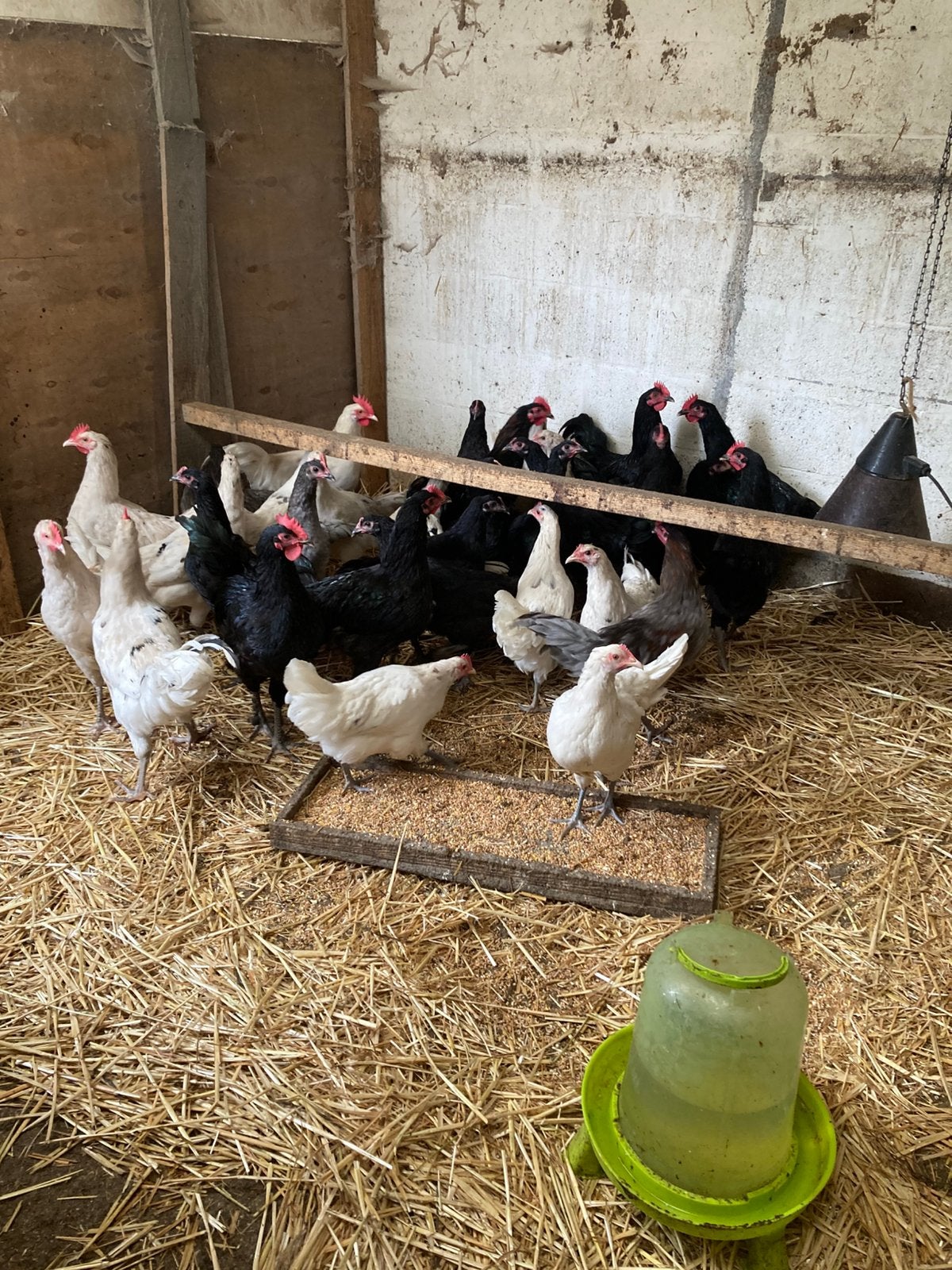 Jonge leghennen en hanen, Dieren en Toebehoren, Pluimvee, Kip