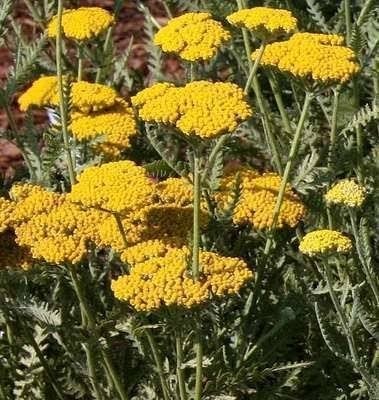 Achillea soorten, Tuin en Terras, Ophalen