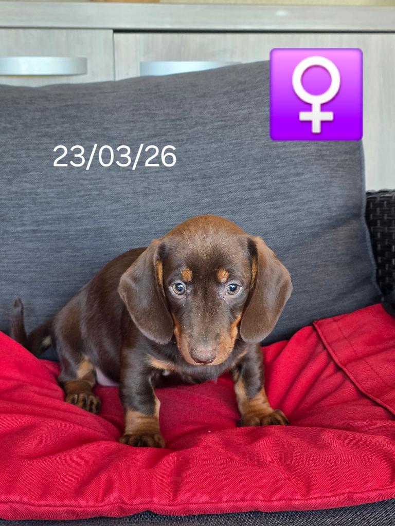 korthaar teckel pup, Dieren en Toebehoren, Honden | Teckels en Dashonden, België, 15 weken tot 1 jaar, Korthaar, Dwerg