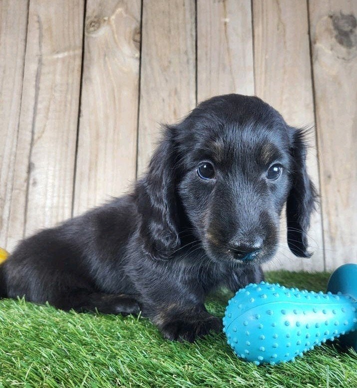 langharige Caninchen Teckel / Dachshund/ Teckel, Dieren en Toebehoren, Kaninchen, België, Reu, CDV (hondenziekte)