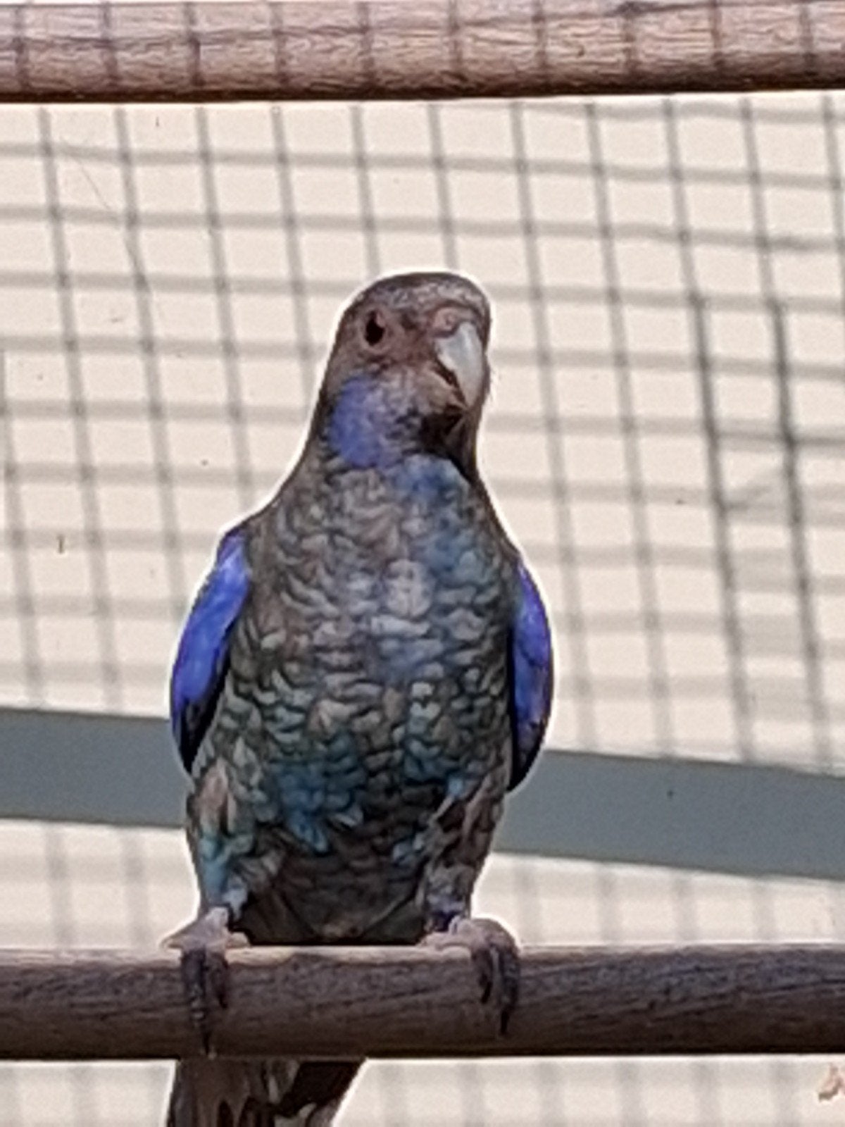Rosellas zwart blauw golden opaline