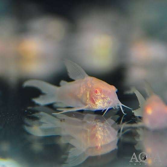 Corydoras aeneus albino sluierstaart, Animaux & Accessoires, Poissons | Poissons d'aquarium, Poisson, Poisson d'eau douce, Banc de poissons