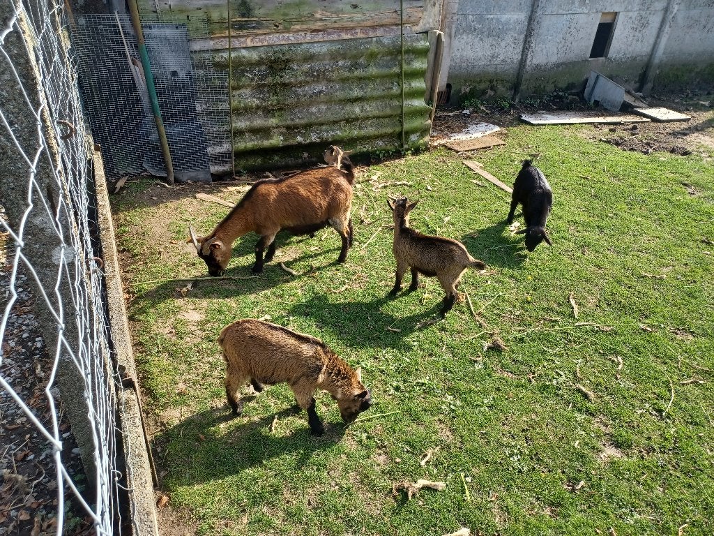 Dwerggeiten, Dieren en Toebehoren, Mannelijk, Geit, 0 tot 2 jaar