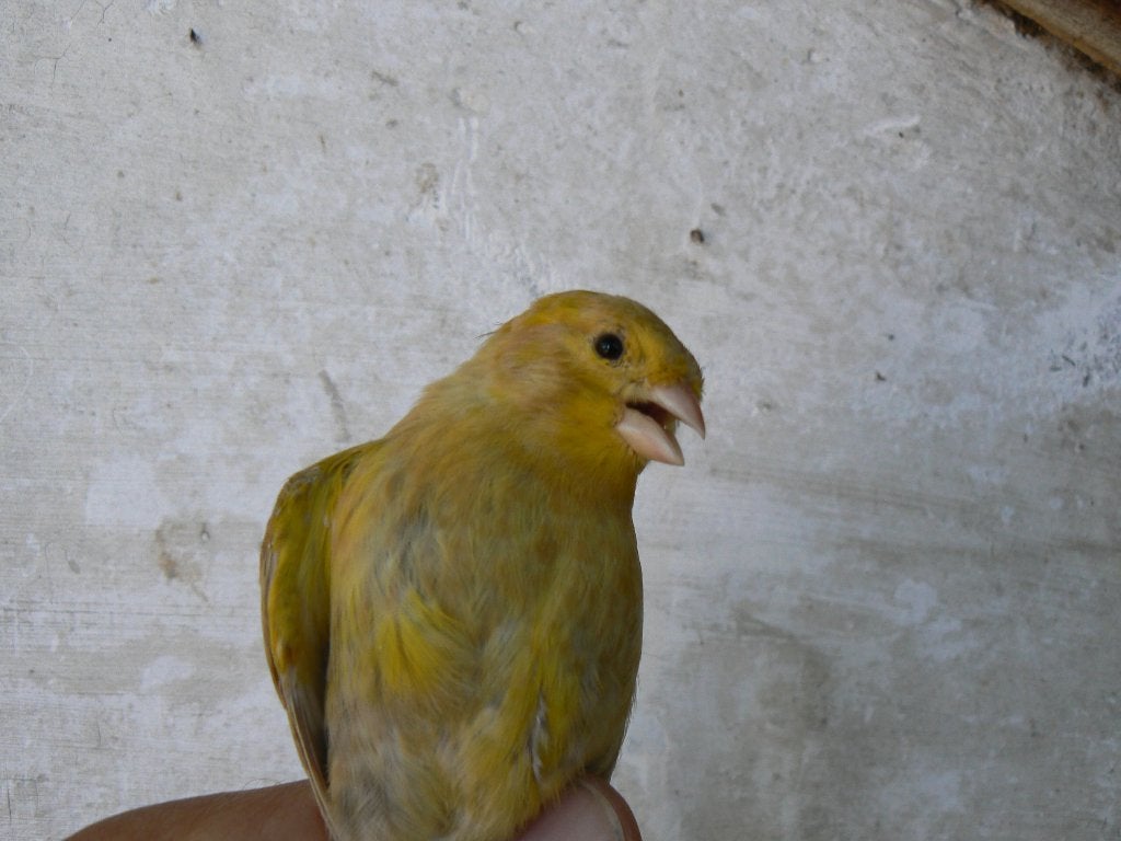 KANARIE, Dieren en Toebehoren, Vogels | Kanaries, Mannelijk, Zangkanarie