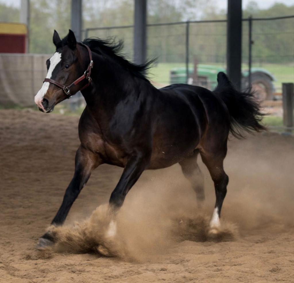 Jeune alpha avec beaucoup de qualité pour le sport., Animaux & Accessoires, Chevaux, Moins de 160 cm, Cheval western, Avec pedigree