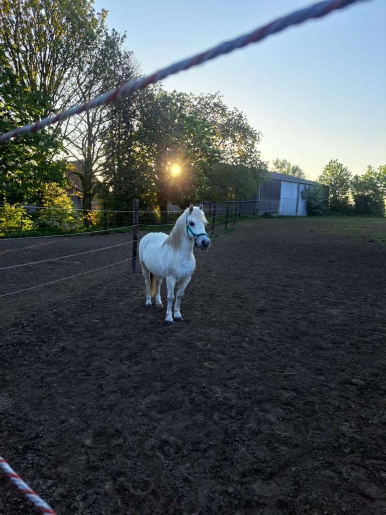 Gini poney de 1 m20 a vendre, Enlèvement