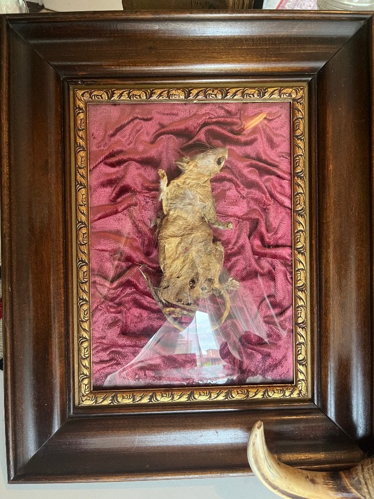 Gemummificeerde rat onder gebogen glazen frame, Ophalen of Verzenden, Zo goed als nieuw, Wild dier, Overige typen