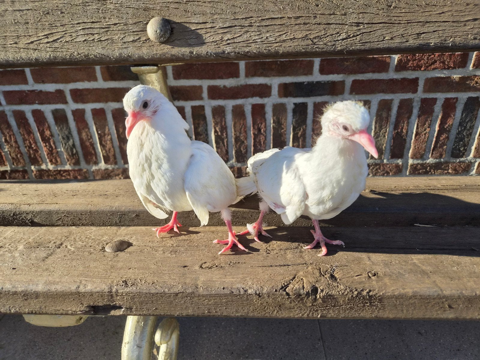 2 jonge witte pauwstaart sierduiven, Meerdere dieren