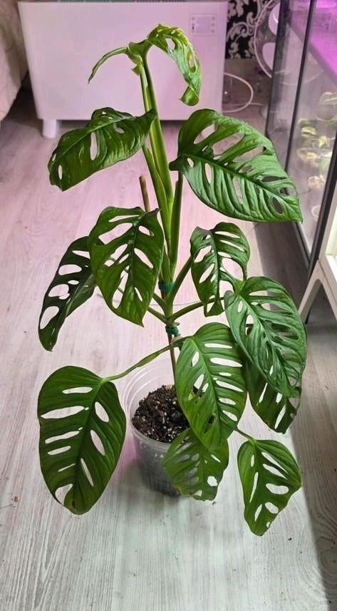 Monstera Adansonii, Enlèvement