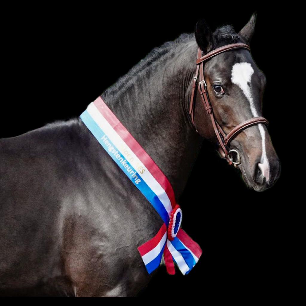 Pony Dekhengst ter dekking, Étalon