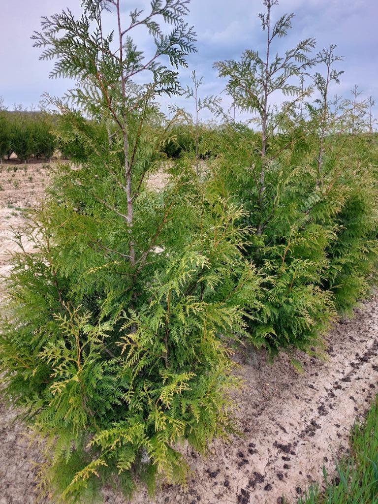 Sapin de haie/conifère Thuja plicata 'Excelsa', Enlèvement, Conifère, Haie, 100 à 250 cm