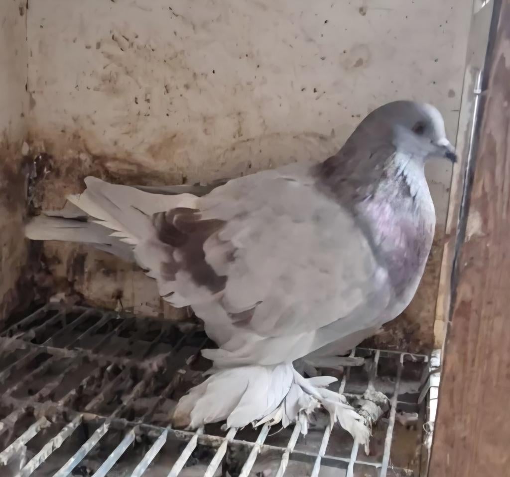 Romagnolo, Dieren en Toebehoren