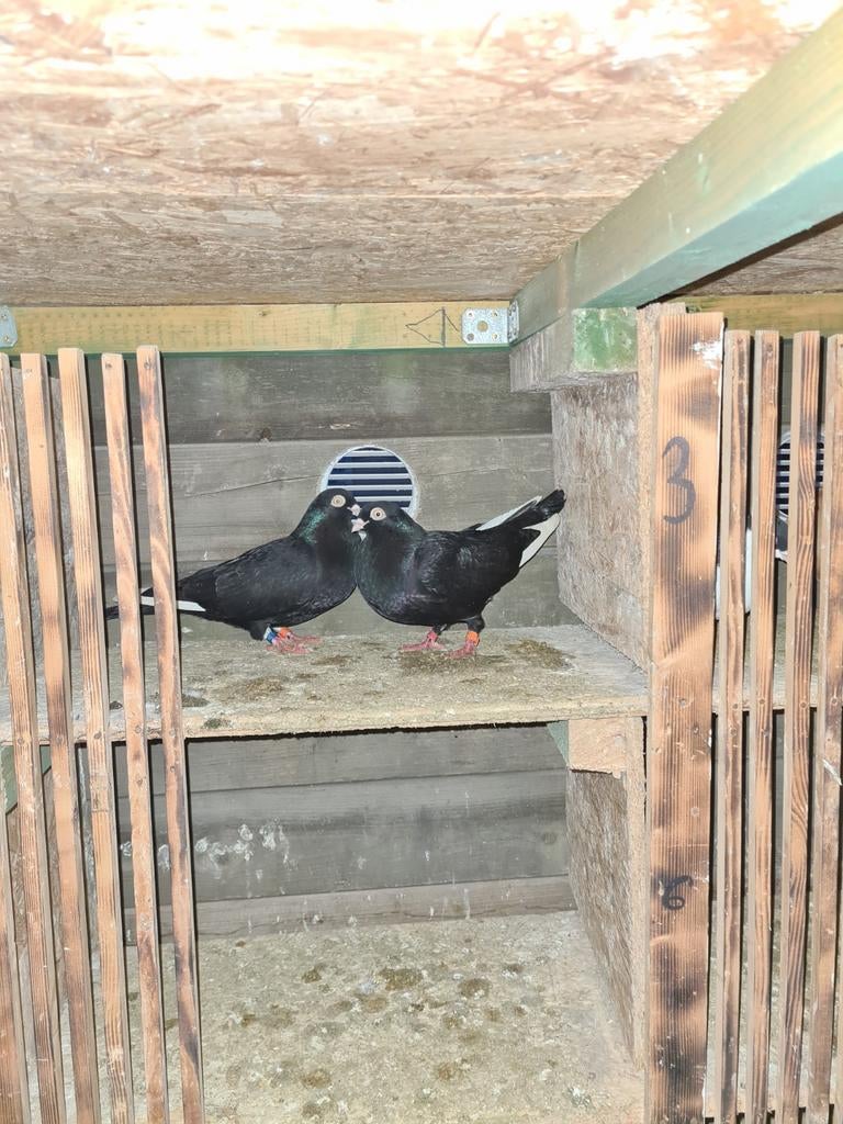 Duvan, Dieren en Toebehoren, Vogels | Duiven