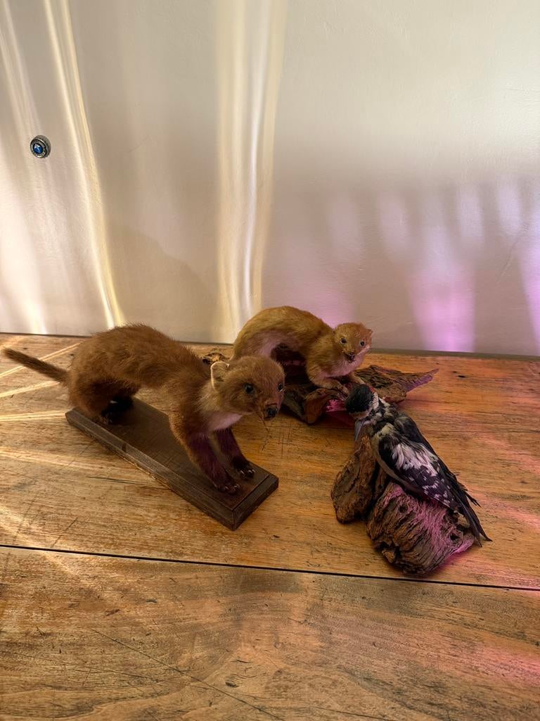 Lot de taxidermie – belette, fouine et pic épeiche, Enlèvement, Utilisé, Autres, Animal empaillé