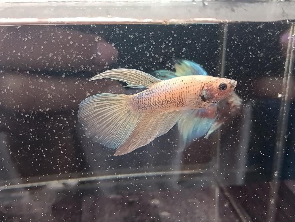 Betta veiltail pineapple unicorn, Dieren en Toebehoren, Vis