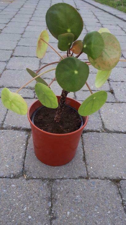 Pilea peperomioides, Enlèvement, Plante fixe, Autres espèces, Mi-ombre