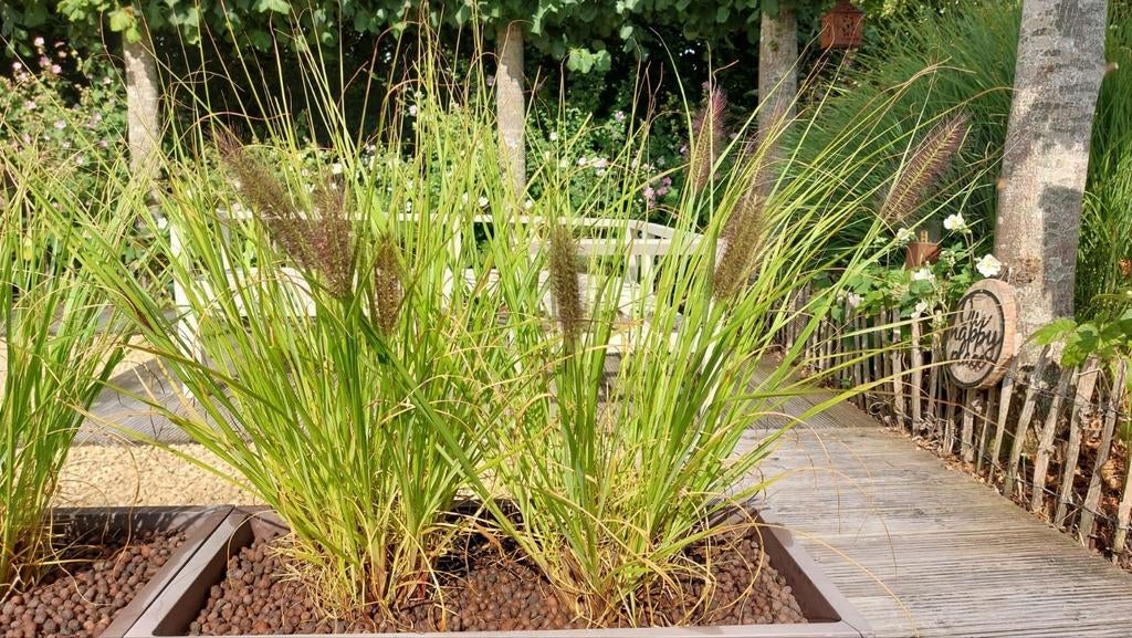 Pennisetum alopecuroides "Red Head" kleine en grote potten., Tuin en Terras, Ophalen, Siergrassen