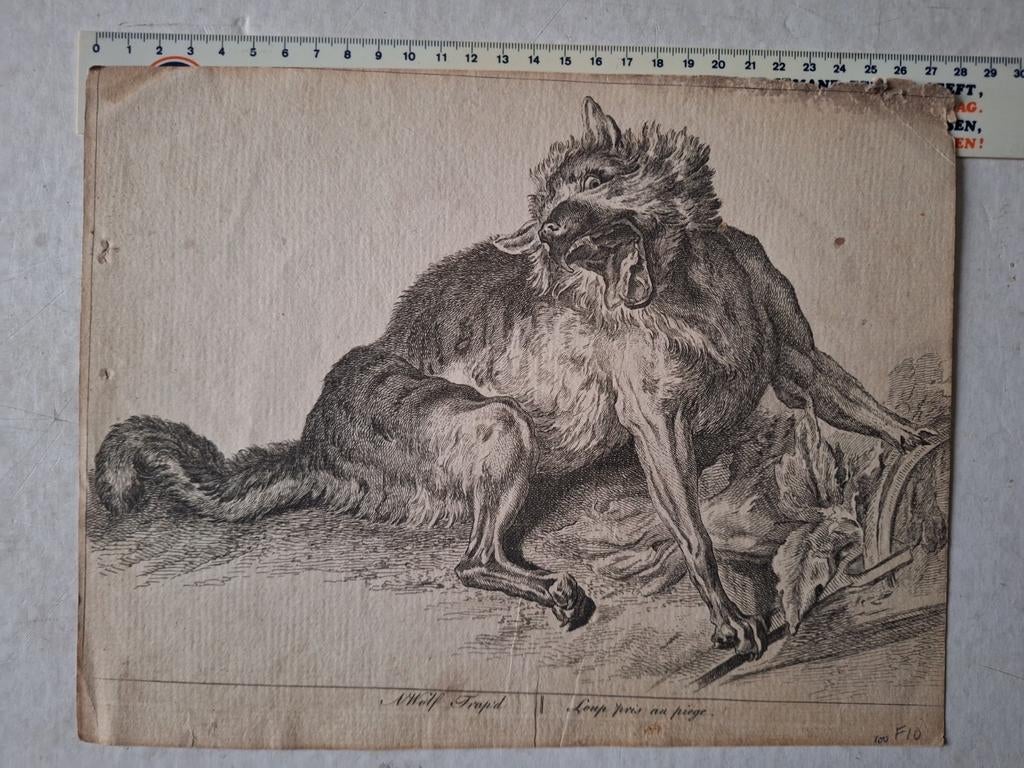 Oude gravure Wolf gevangen in een val naar Oudry, Antiek en Kunst, Ophalen of Verzenden