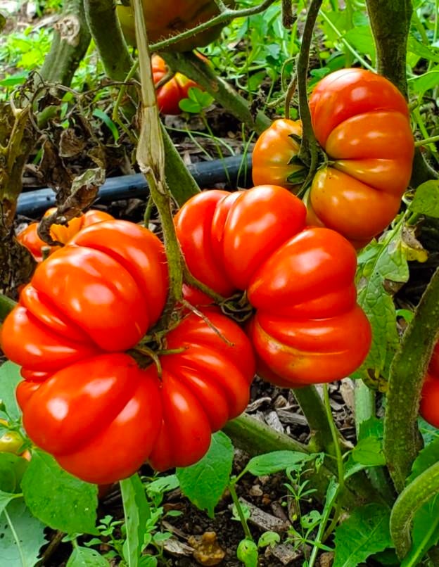 Tomaat costoluto Fiorentino (5 zaden), Tuin en Terras, Bloembollen en Zaden, Ophalen of Verzenden