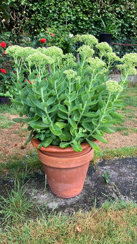 Sedum Hemelsleutel, Ophalen
