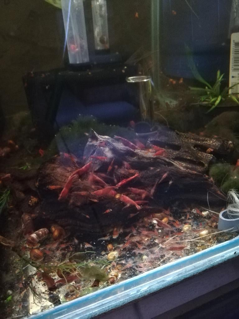 Vuurgarnalen, Dieren en Toebehoren, Vissen | Aquariumvissen, Kreeft, Krab of Garnaal, Zoetwatervis, Schoolvis